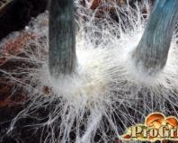 Как растут грибы в искусственной среде: что же такое мицелий вешенки?